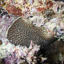 Image of Lesser Brain Coral