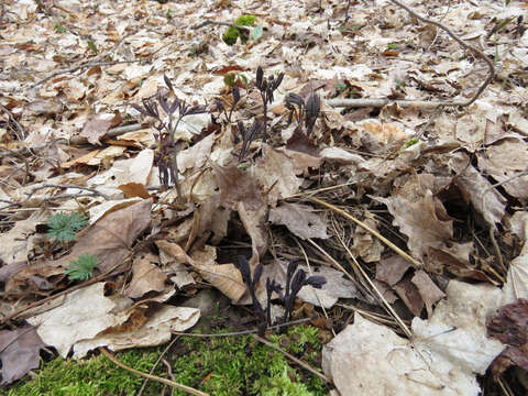 Image of giant blue cohosh