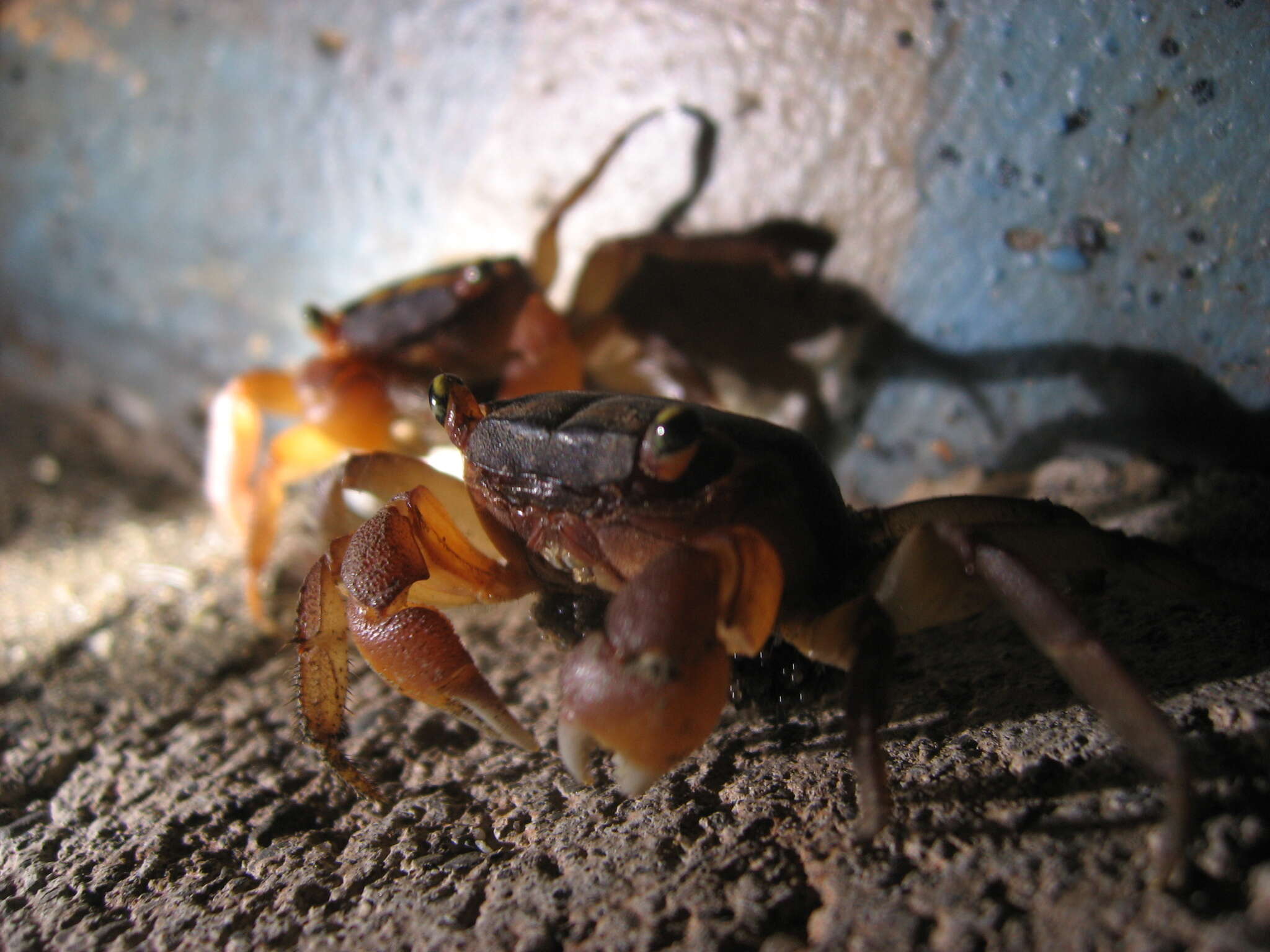 Image of apple crab