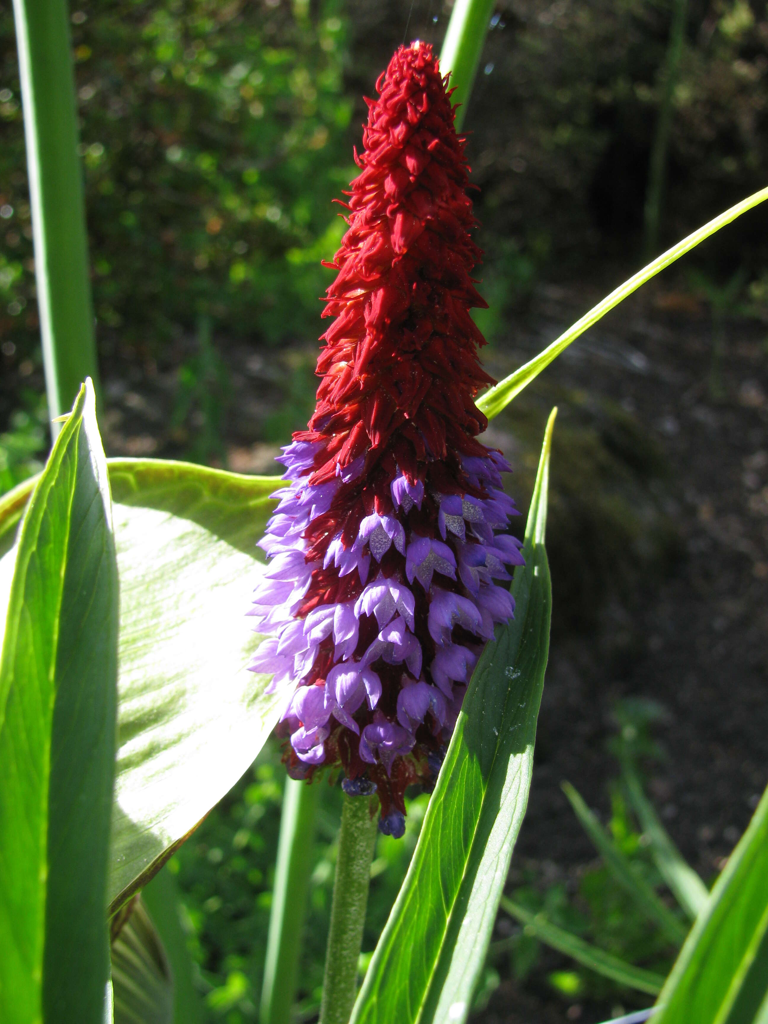 Image of Primula vialii Delavay ex Franch.