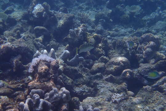 Image of Black-banded seaperch