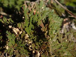 Selaginella tamariscina (Beauv.) Spring resmi