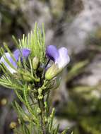 Psoralea kougaensis的圖片