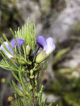 Imagem de Psoralea kougaensis