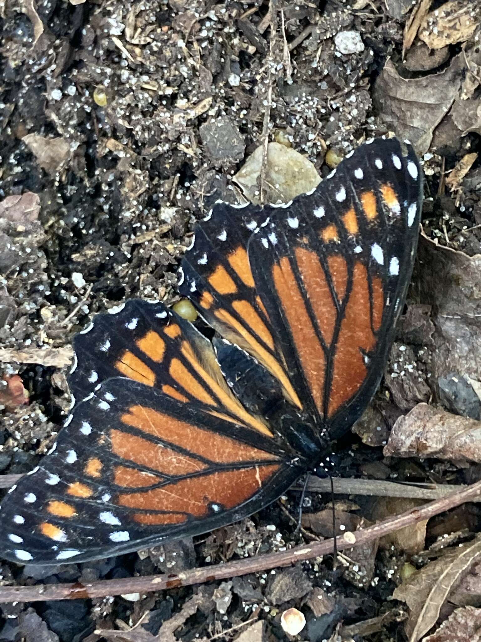 Limenitis archippus watsoni Dos Passos 1938的圖片