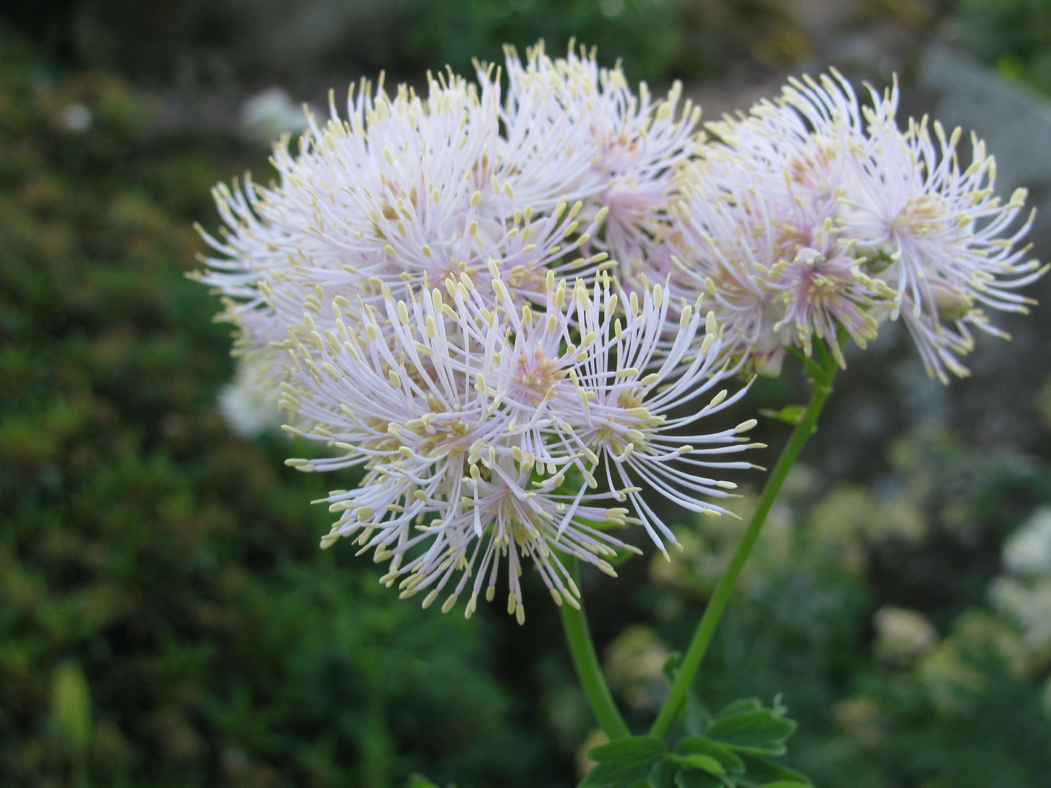 Image of Thalictrum aquilegiifolium