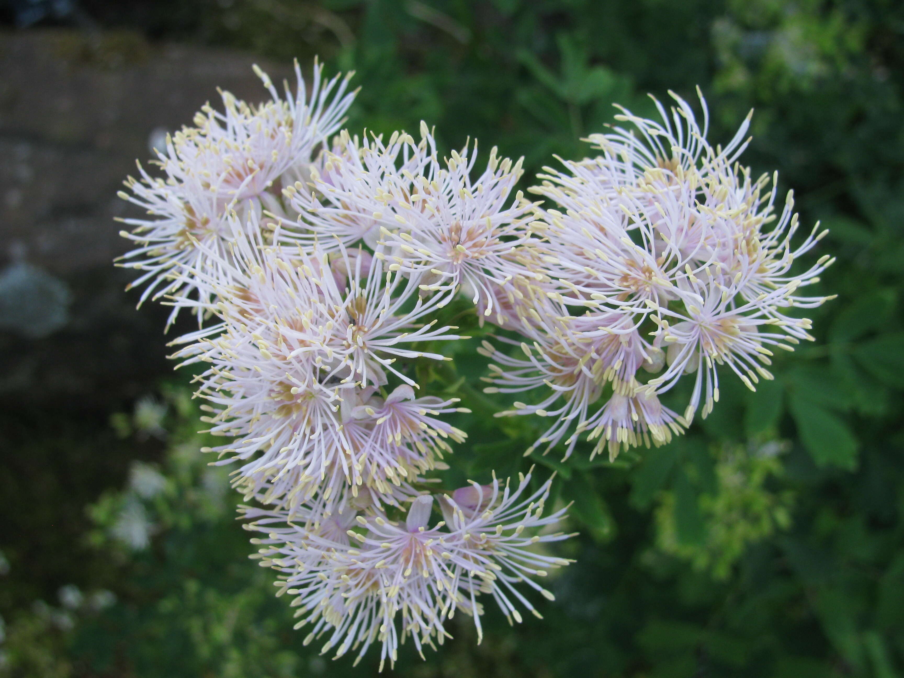 Image of Thalictrum aquilegiifolium