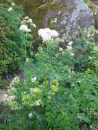 Image of Thalictrum aquilegiifolium