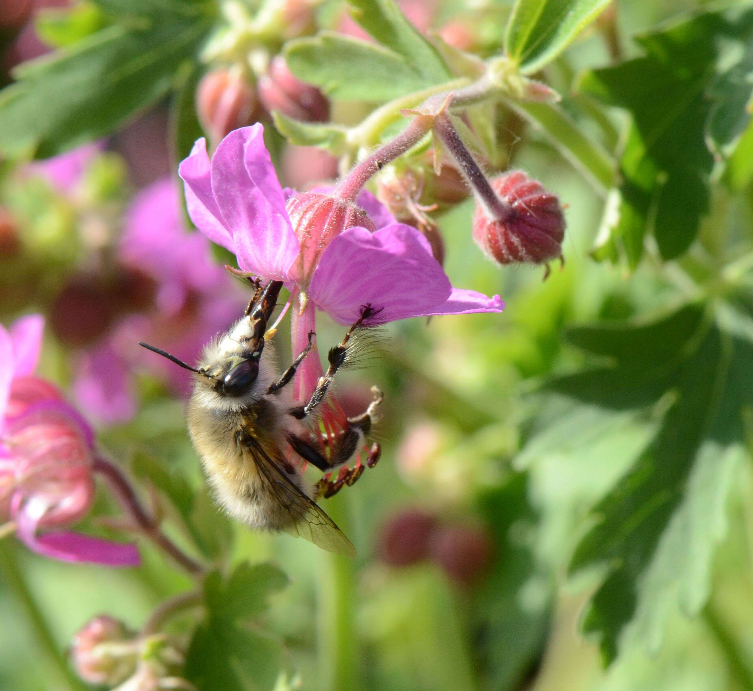 Image of Anthophora plumipes (Pallas 1772)