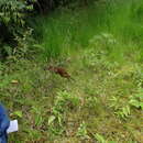 Image of Dwarf Red Brocket