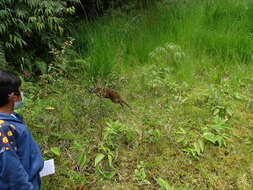 Image of Dwarf Red Brocket