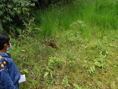 Image of Dwarf Red Brocket