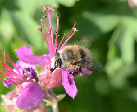 Image of Anthophora plumipes (Pallas 1772)