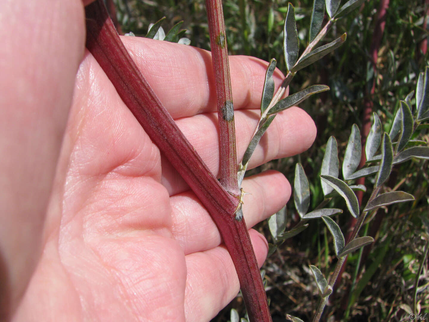 Image of San Joaquin milkvetch