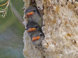 Image of Mistletoebird