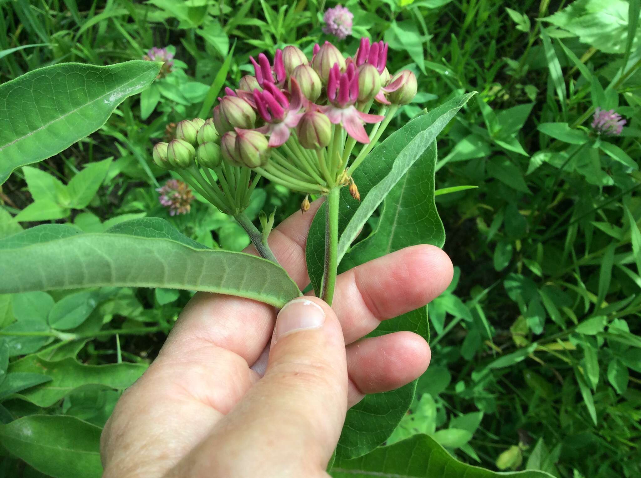 Image of purple milkweed