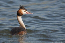 Image of Podiceps Latham 1787