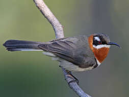 Image of Spinebill