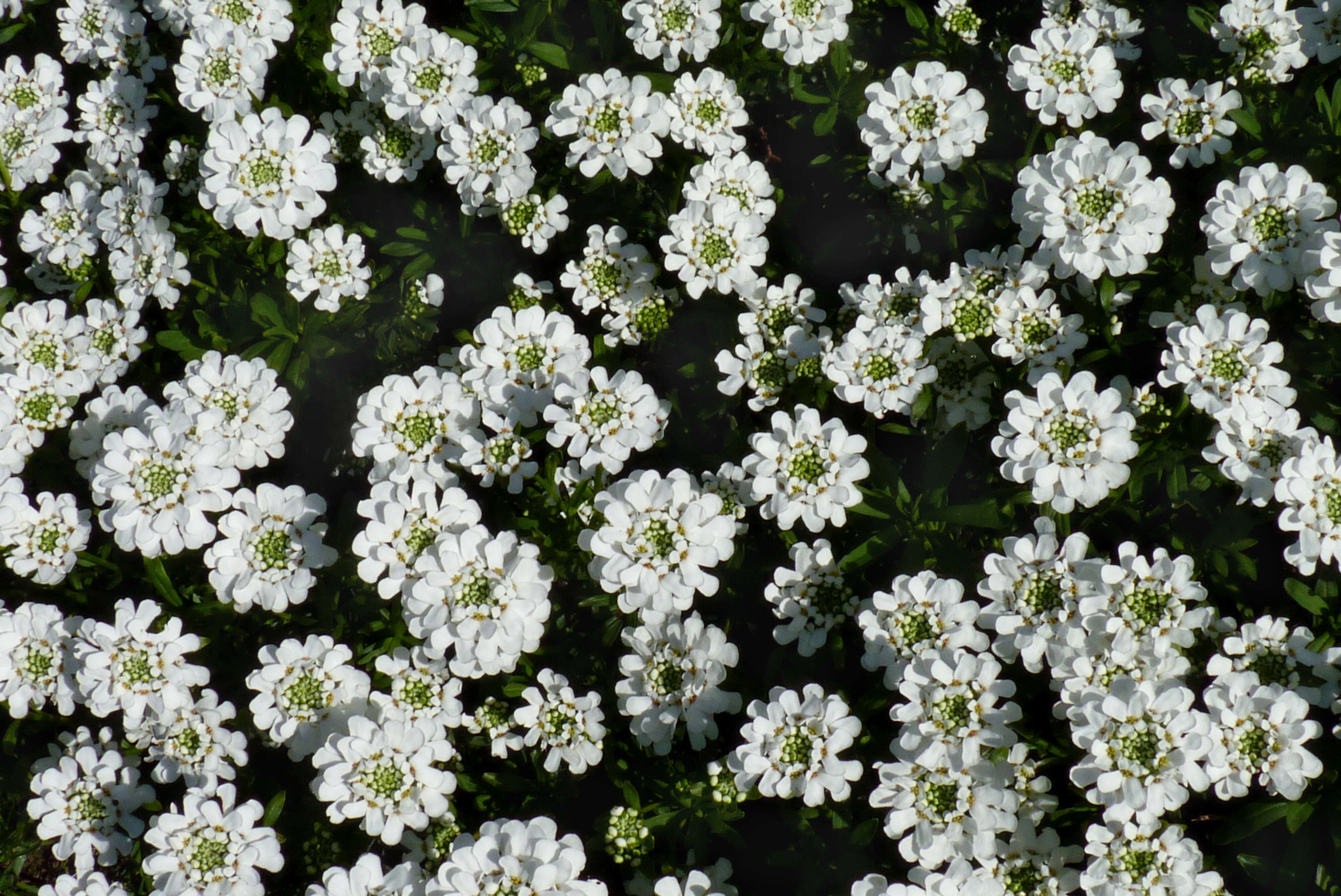 Imagem de Iberis sempervirens L.