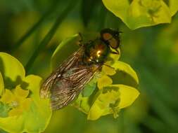 Sivun Chloromyia formosa (Scopoli 1763) kuva