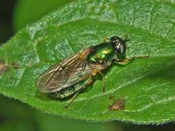 Sivun Chloromyia formosa (Scopoli 1763) kuva