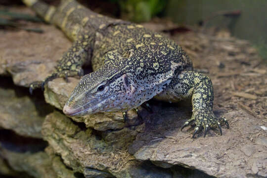 Image of Ornate monitor