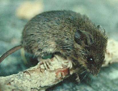 Image of Eastern Harvest Mouse