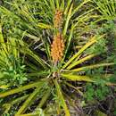 Bromelia laciniosa Mart. ex Schult. & Schult. fil.的圖片