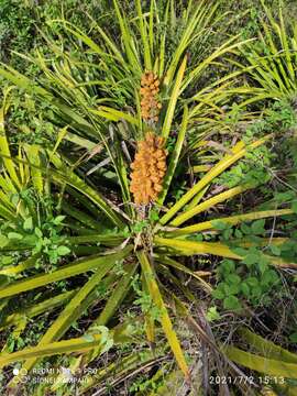 Bromelia laciniosa Mart. ex Schult. & Schult. fil.的圖片