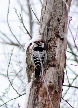 Image of Lesser Spotted Woodpecker