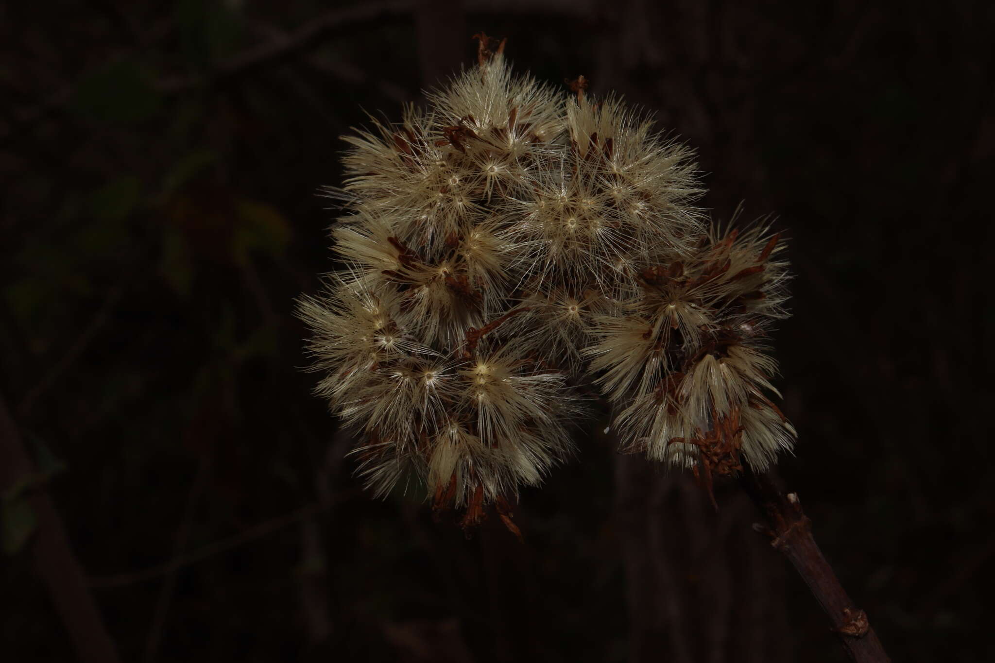 Image of Sinclairia glabra var. hypoleuca (Greenm.) B. L. Turner