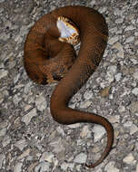 Image of Cottonmouth