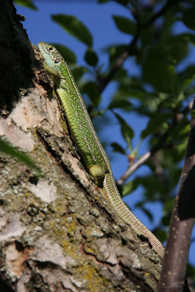 Image of Western Green Lizard