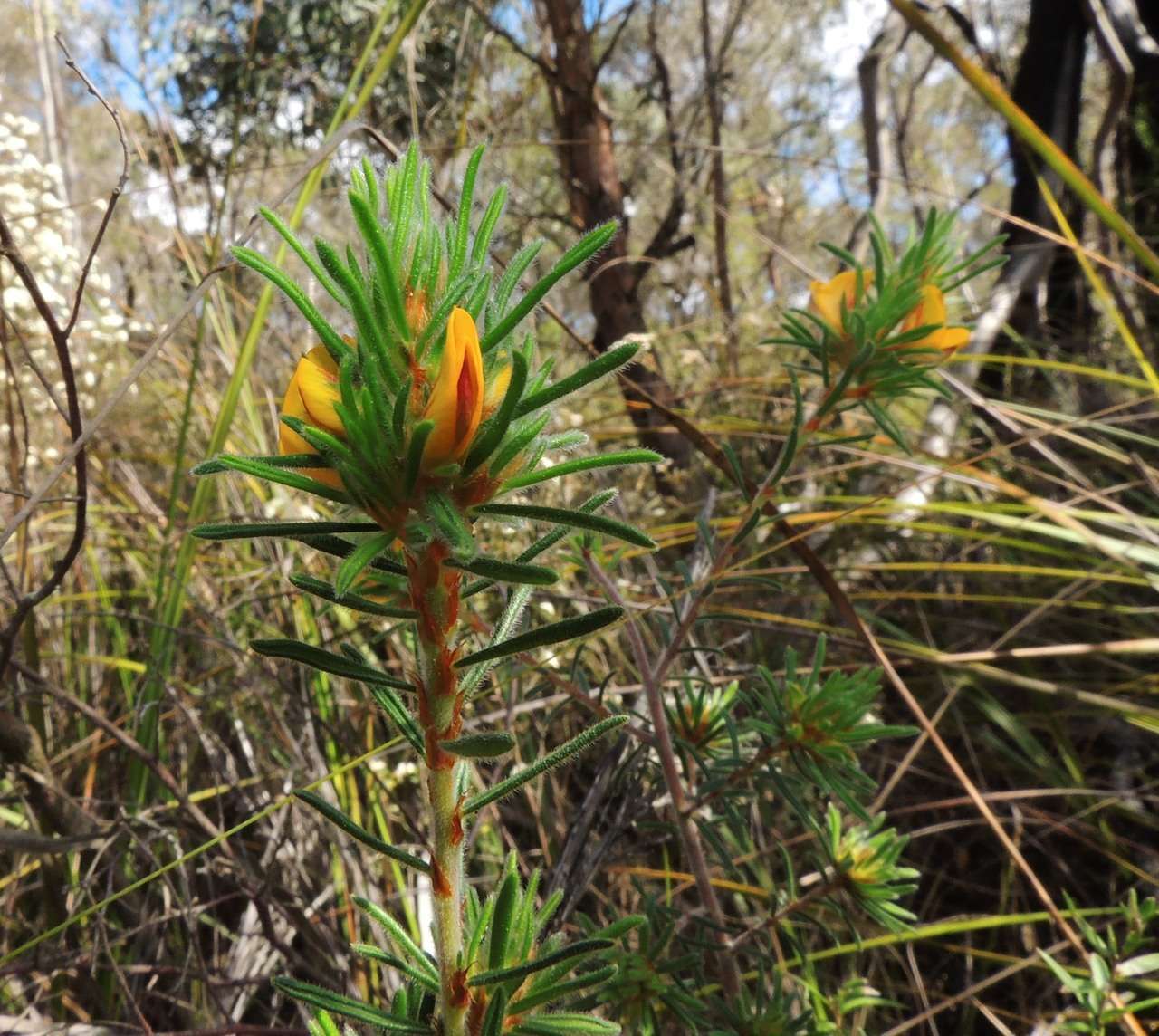 Image of Pultenaea daltonii H. B. Will.