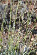 Image of English Lavendar