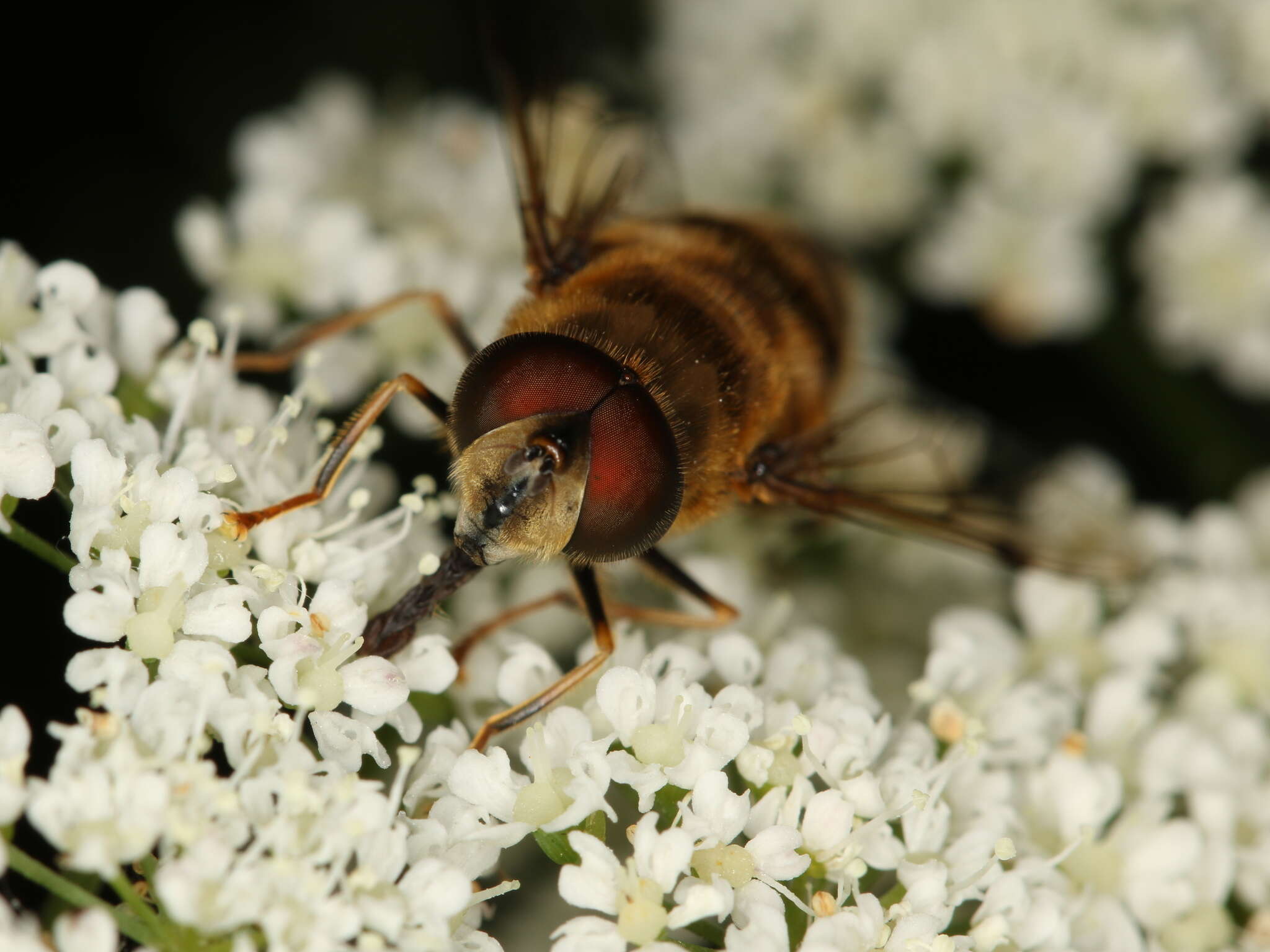 Image of Eristalis pertinax (Scopoli 1763)