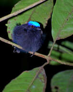 Image of Blue-crowned Manakin