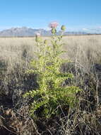 Plancia ëd Cirsium ochrocentrum A. Gray