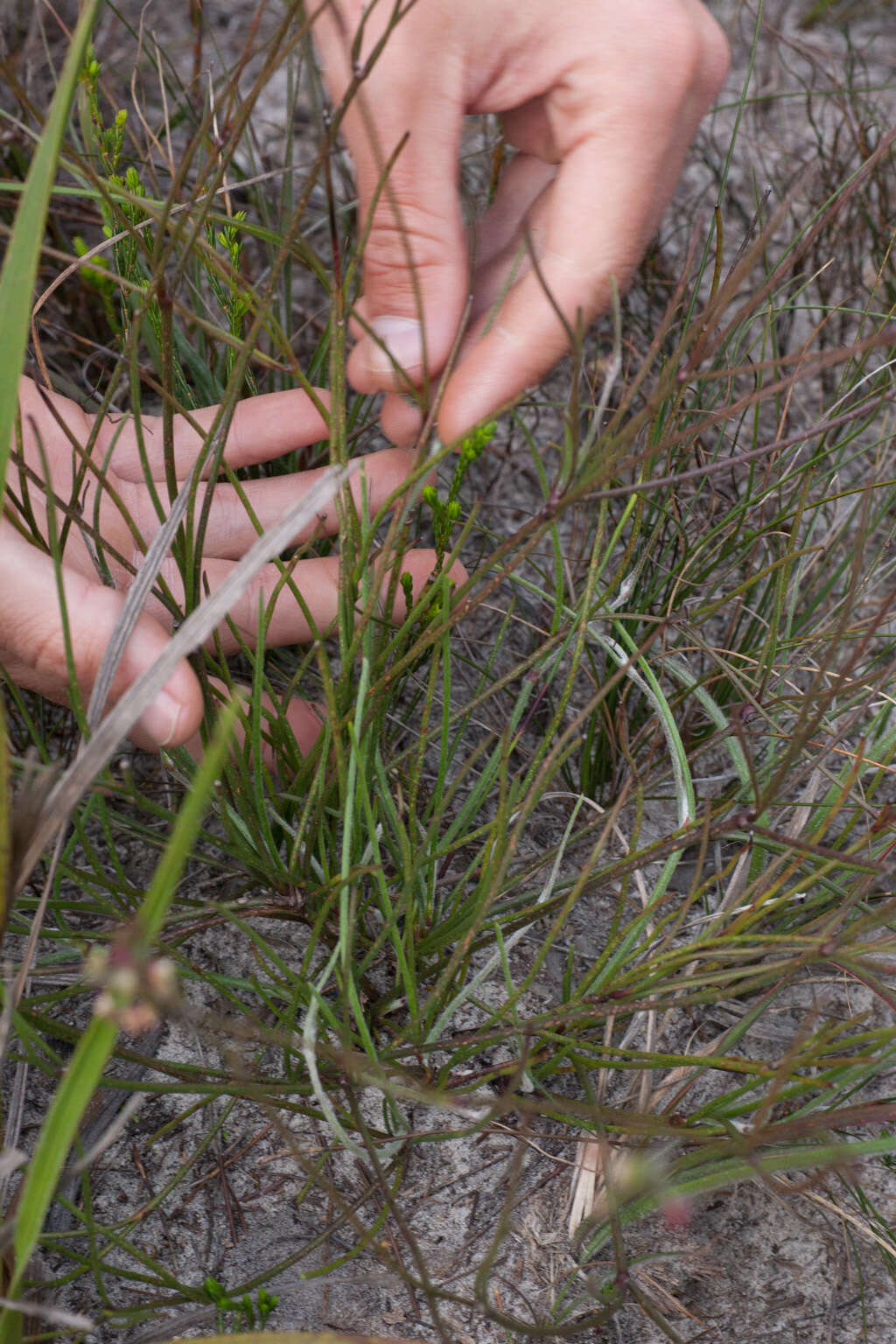 Image of Centella macrocarpa (Rich.) Adamson