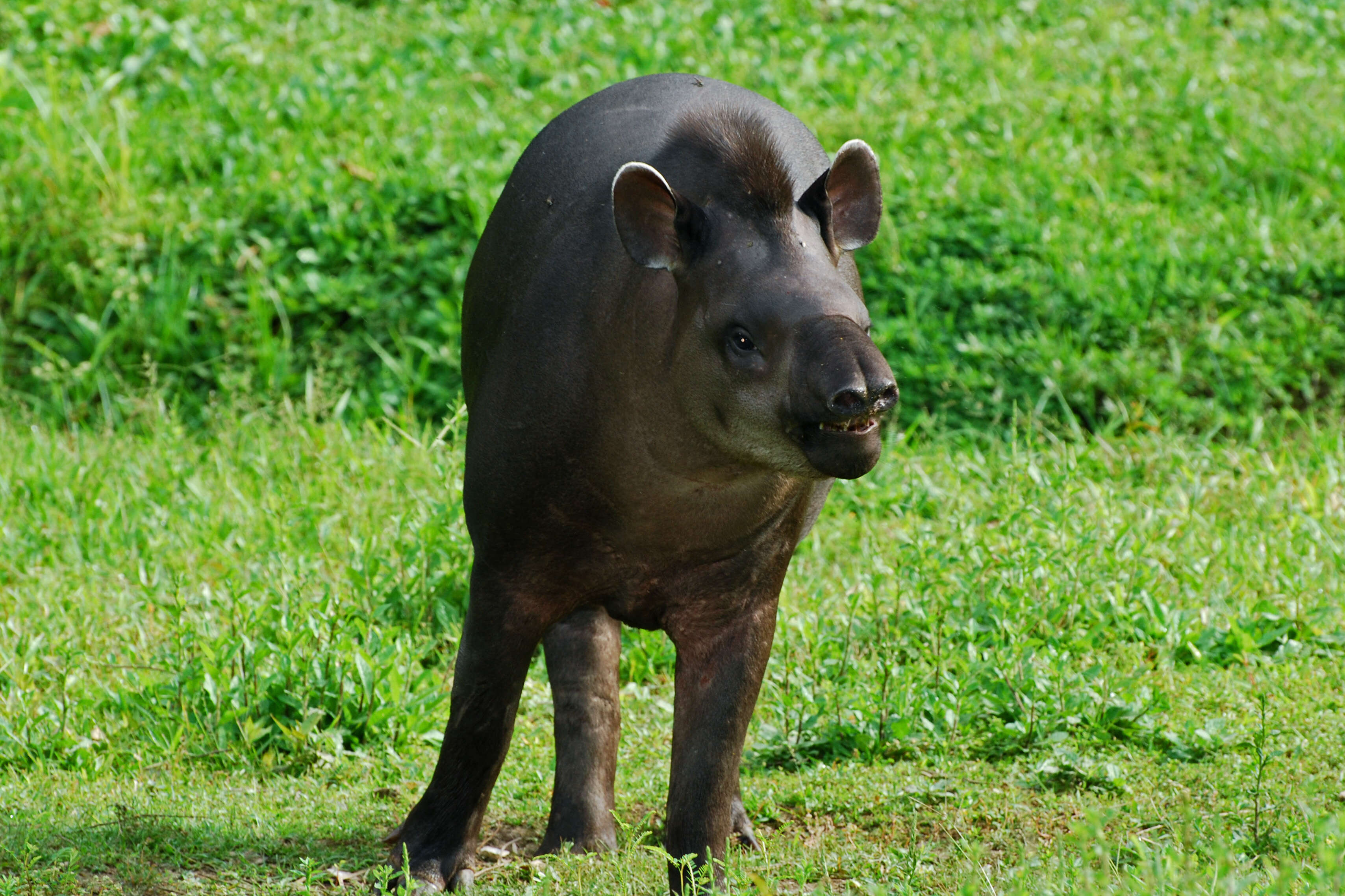 Image of Brazilian Tapir