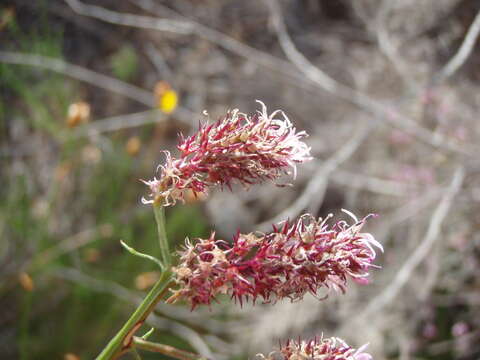 Image of Lobelia jasionoides var. jasionoides