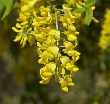 Image of Common Laburnum