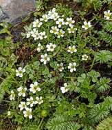 Sivun Saxifraga coarctata W. W. Smith kuva