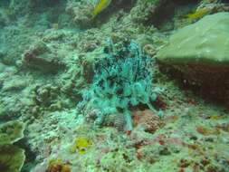 Image of Bottlebrush Feather Star