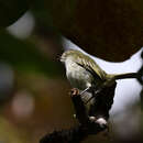 Image of Mistletoe Tyrannulet