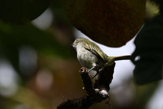 Image of Mistletoe Tyrannulet