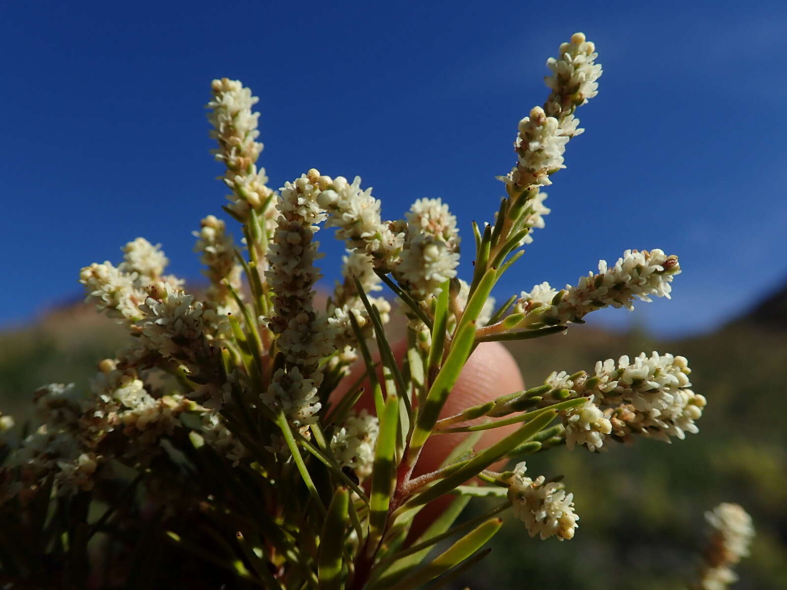 Brunia africana (Burm. fil.) Class.-Bockh. & E. G. H. Oliv. resmi