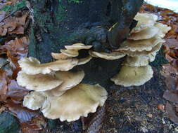 Image of Pleurotus pulmonarius (Fr.) Quél. 1872