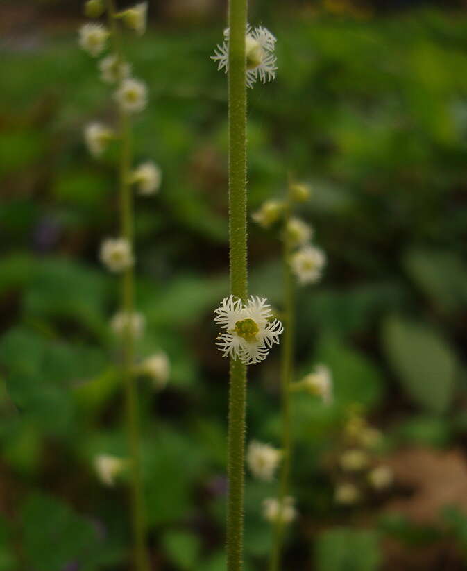 Image of twoleaf miterwort