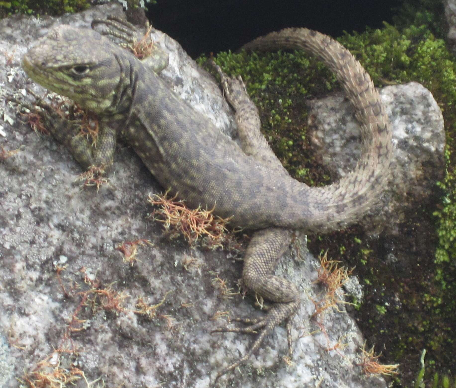 Image of Spiny Whorltail Iguana